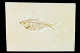 Fossil Fish (Diplomystus) - Green River Formation #149822-1